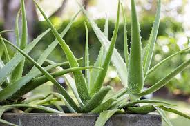 Ayurvedic Ingredients for Glowing Skin