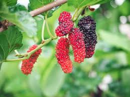 Mulberry Extract Benefits for Skin by Advik Ayurveda
