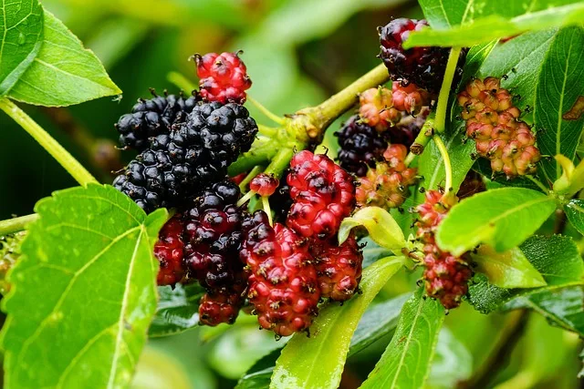 Mulberry Extract Benefits for Skin: A Natural Anti-Aging Solution 17 Mulberry Extract Benefits for Skin: A Natural Anti-Aging Solution