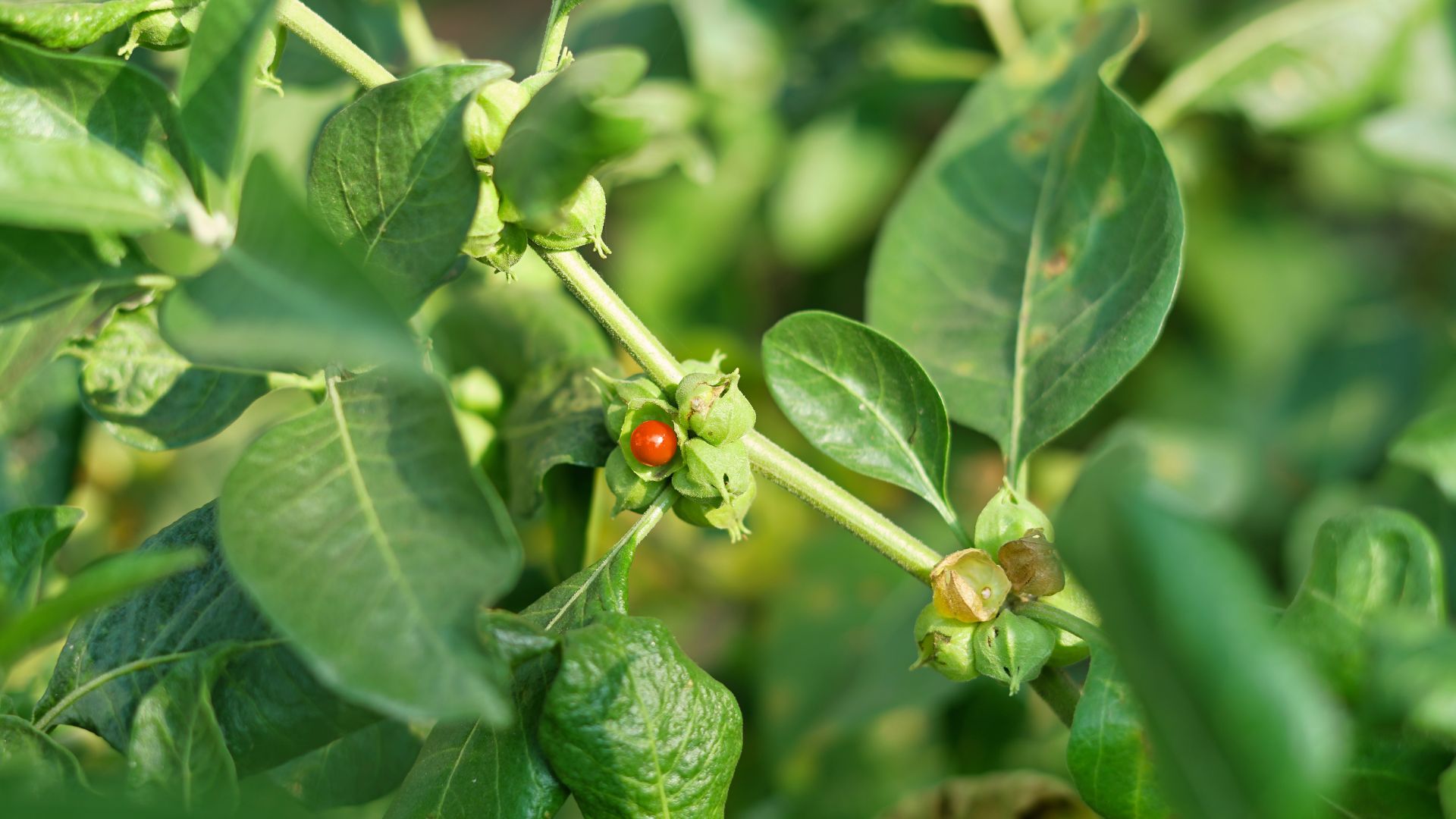 Ashwagandha Benefits for Women: 7 Powerful Ways It Transforms Stress, Sleep & Skin 1 Ashwagandha Benefits for Women: 7 Powerful Ways It Transforms Stress, Sleep & Skin